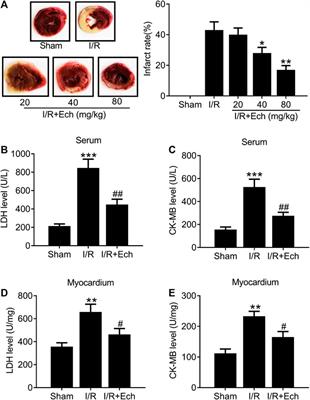 Cardioprotective Effect of Echinatin Against Ischemia/Reperfusion Injury: Involvement of Hippo/Yes-Associated Protein Signaling